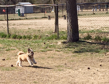 Coco is in great shape with lots of energy.