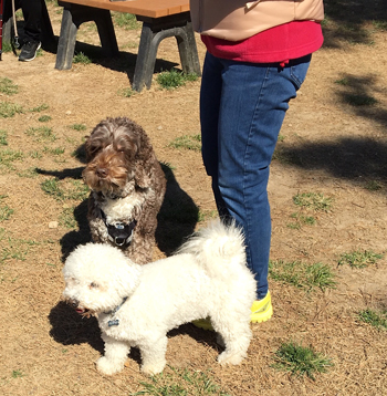Dewey and Mico are ready to go home.